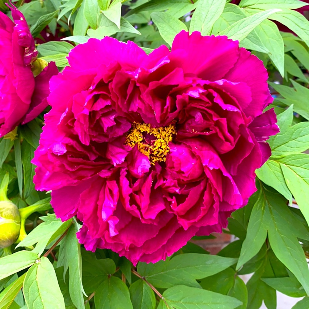 Meet your Posher, Posh